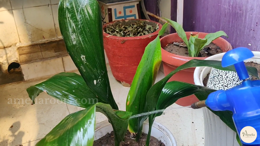 Cast iron plant leaves being misted, with glossy deep green foliage