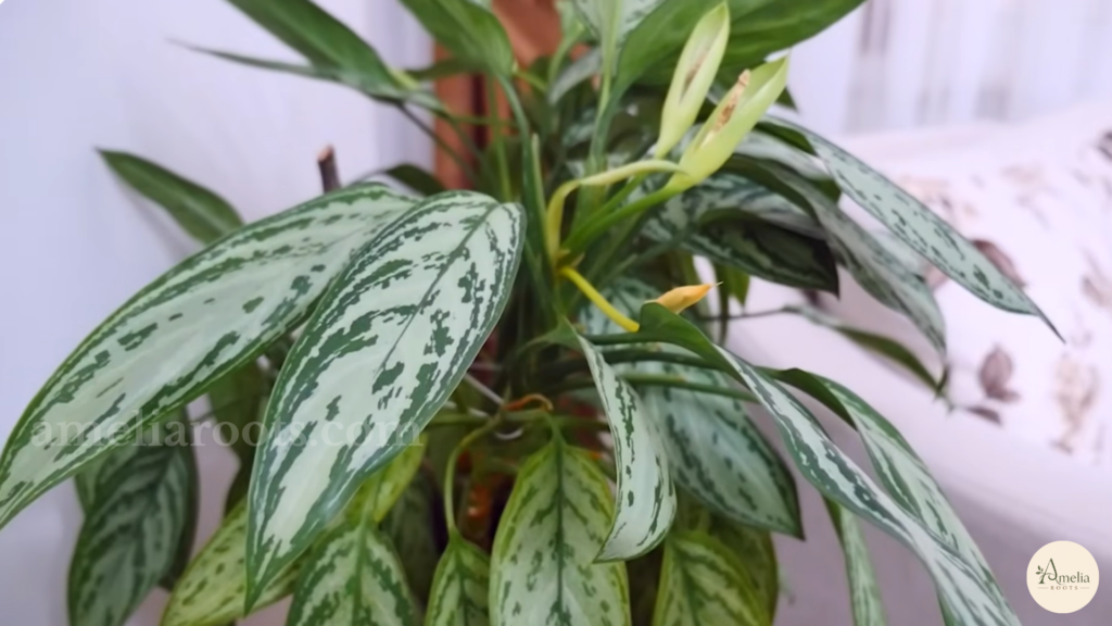 Silver and green mottled Chinese evergreen leaves, a low-light beginner houseplant