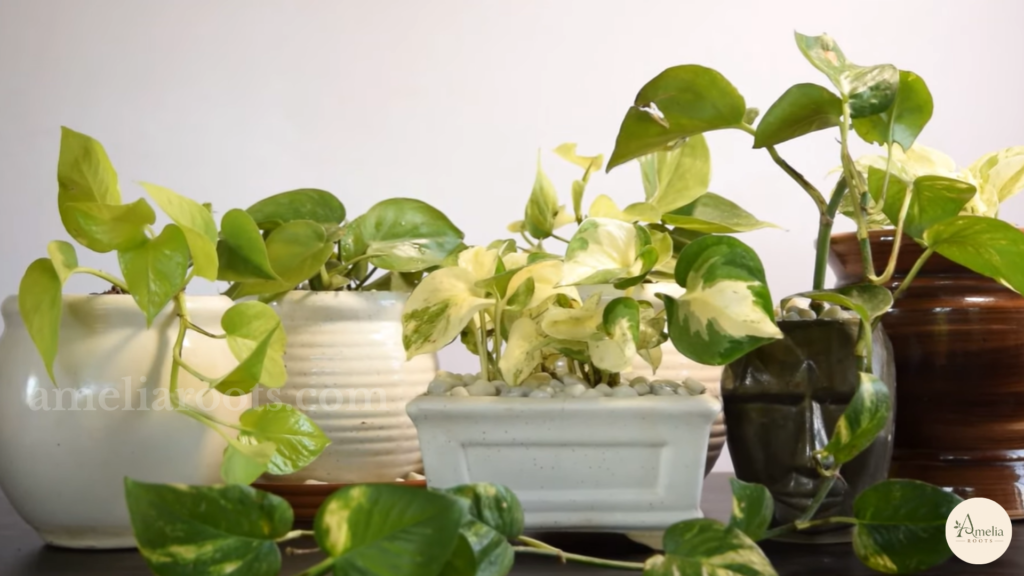 Row of golden pothos plants showing green, gold, and marbled leaf variegation