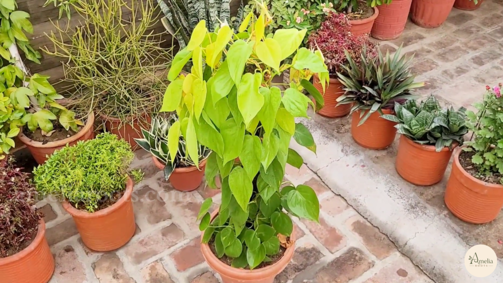 Neon heartleaf philodendron climbing a moss pole among outdoor potted plants