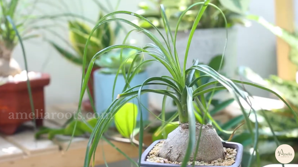 Ponytail palm's swollen trunk base with curling grass-like leaves