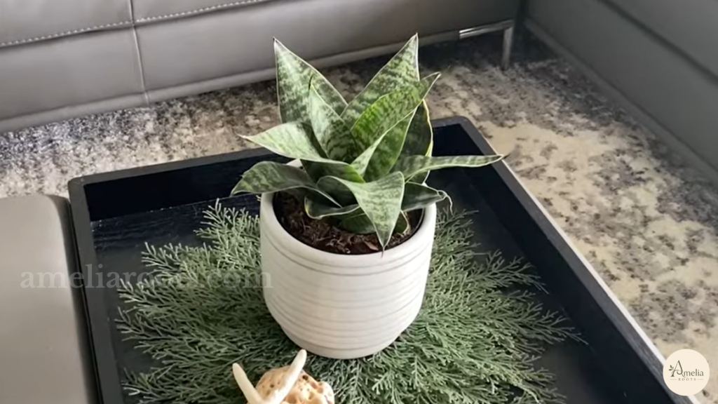 Striped snake plant in a white ceramic pot on a granite countertop
