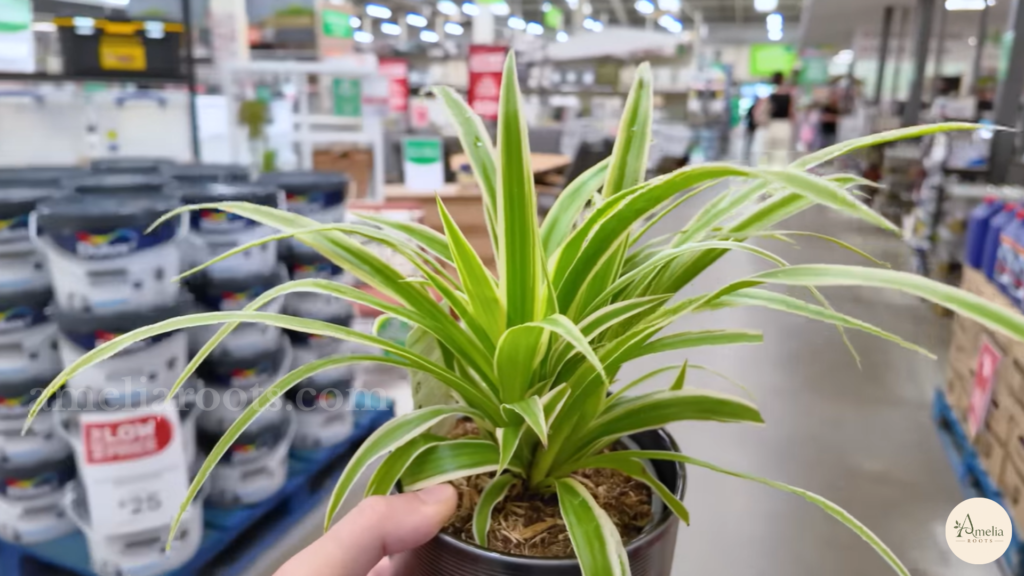 Hand holding a variegated spider plant in a black nursery pot at a garden store