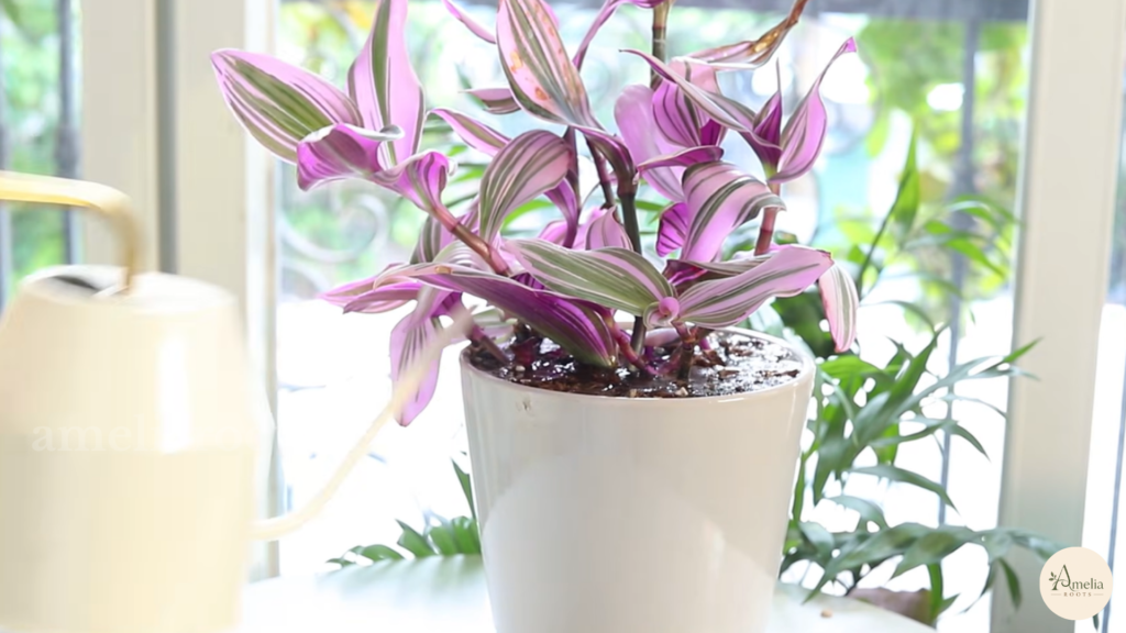 Pink and green striped Tradescantia Nanouk in a white pot by a window