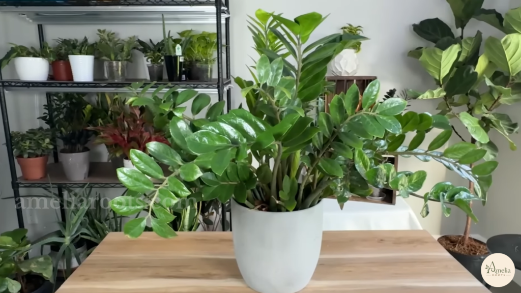 Glossy dark green ZZ plant in a tall gray ceramic planter