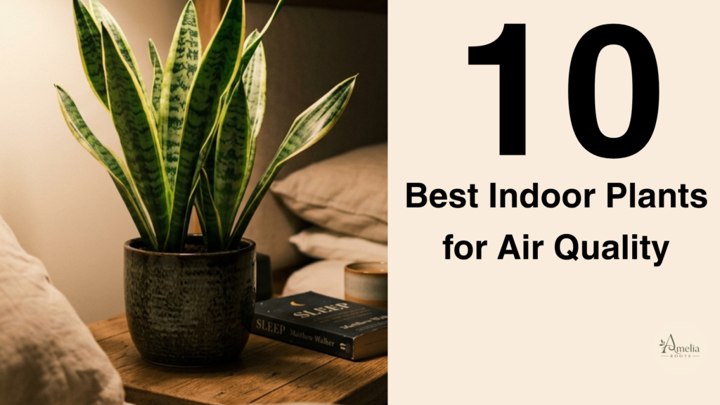 Best Indoor Plants for Air Quality