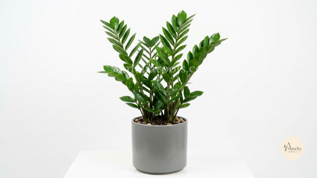 ZZ Plant with glossy compound leaves on upright stems in gray pot, professional studio photograph