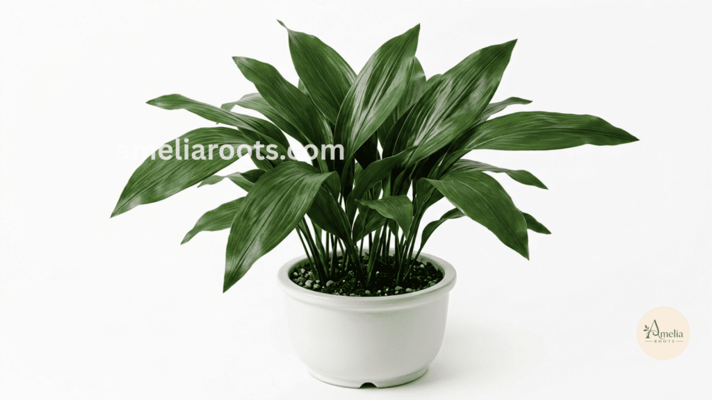 Cast iron plant with large, glossy dark green leaves in white ceramic pot against white background