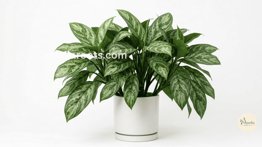 Chinese evergreen with large variegated green and silver patterned leaves in white pot