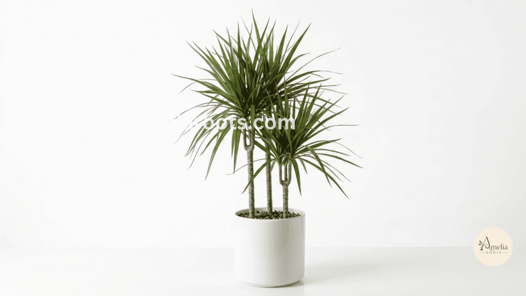 Dracaena marginata with thin upright stems and red-edged green leaves clustered at top