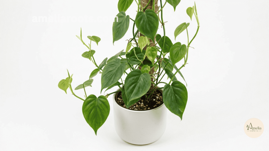 Heartleaf philodendron with delicate heart-shaped leaves on trailing stems in white pot