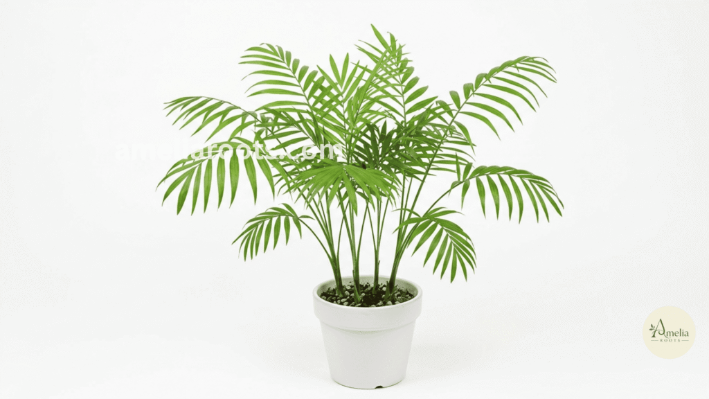 Parlor palm with multiple thin stems and feathery green fronds creating tropical appearance